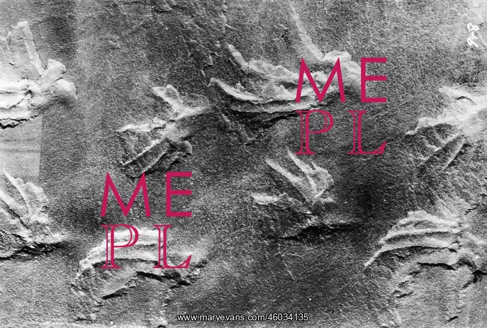 : Animal tracks : Animal tracks