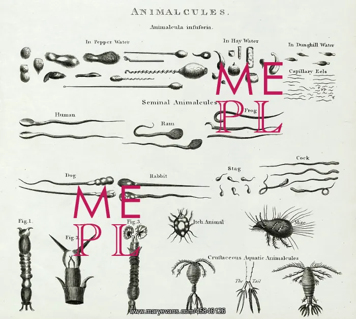 : Animalcules : Animalcules