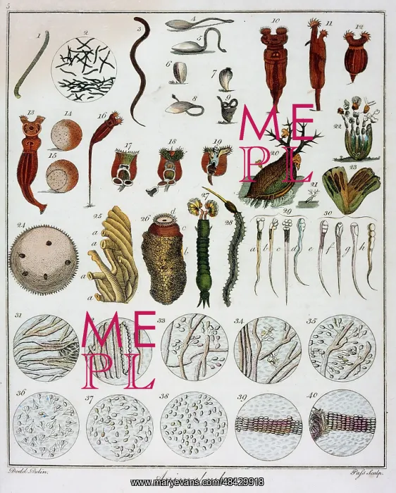 : Animalcules, including sperm, after Leewenhoek : Animalcules, including sperm, after Leewenhoek