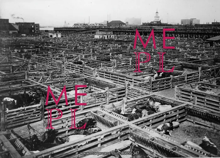 : Animals at the abattoir of Chicago : Animals at the abattoir of Chicago