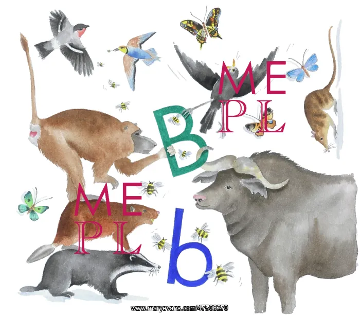  : Animals All Around by Lindy Norton