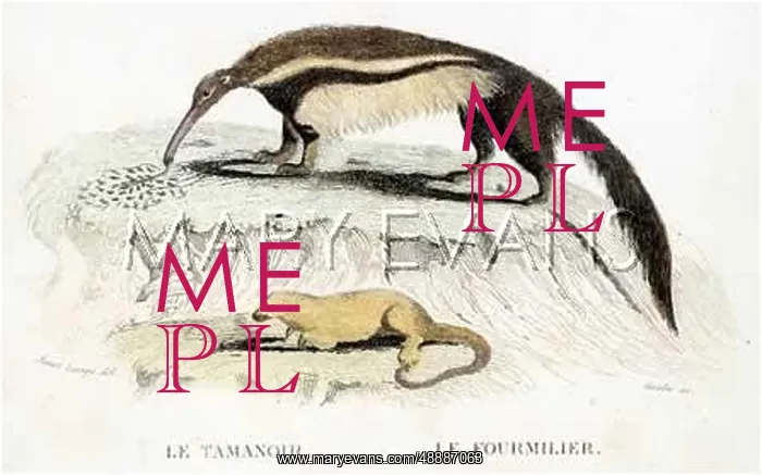  : ANIMALS / ANT-EATER