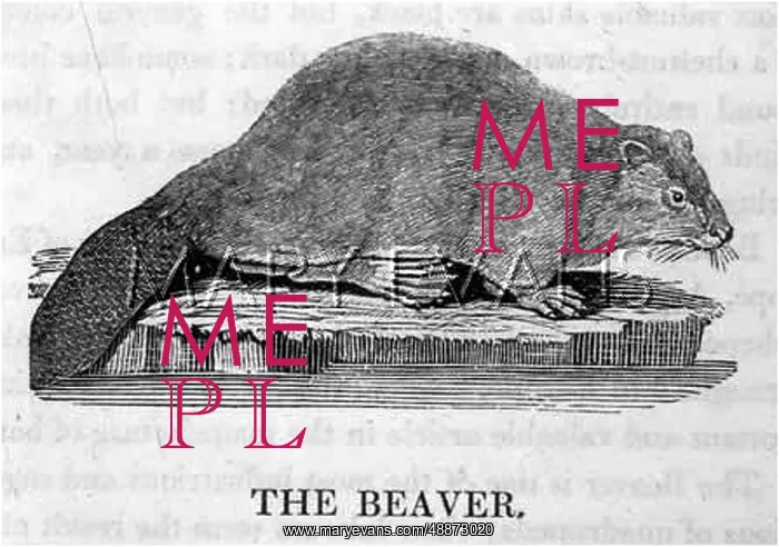  : ANIMALS / BEAVER (BEWICK)