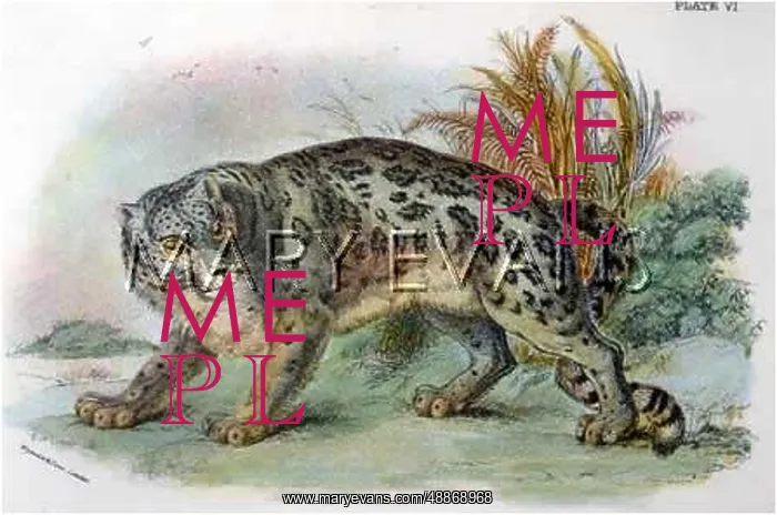  : ANIMALS / CATS / OUNCE