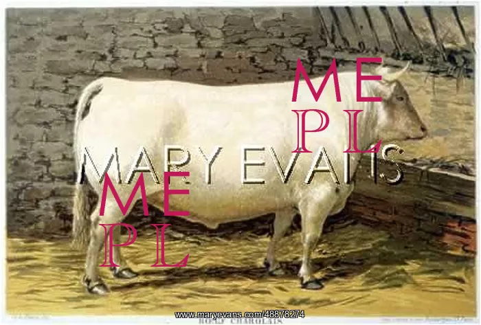 : ANIMALS / CATTLE / CHAROLAIS : ANIMALS / CATTLE / CHAROLAIS