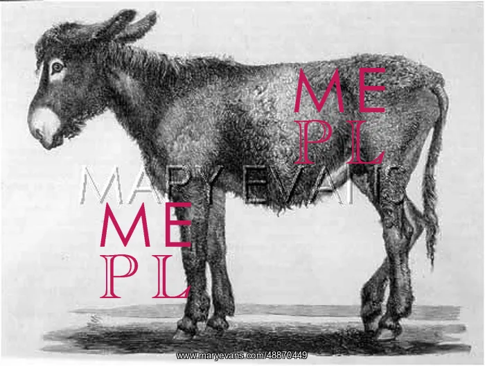  : ANIMALS / DONKEYS