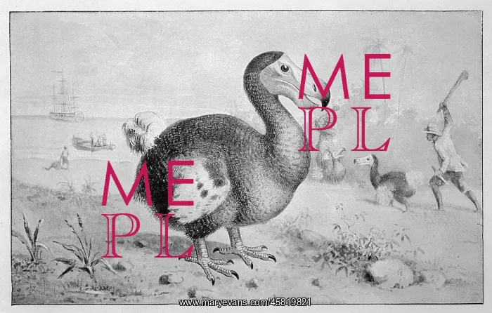 : ANIMALS / EXTINCT / DODO : ANIMALS / EXTINCT / DODO