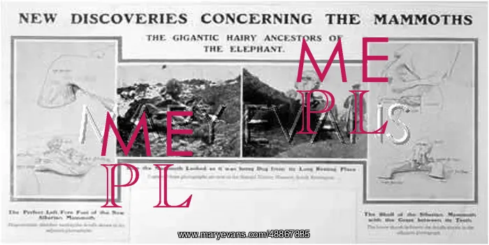  : ANIMALS / EXTINCT / MAMMOTH