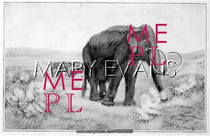  : ANIMALS / EXTINCT / MAMMOTH