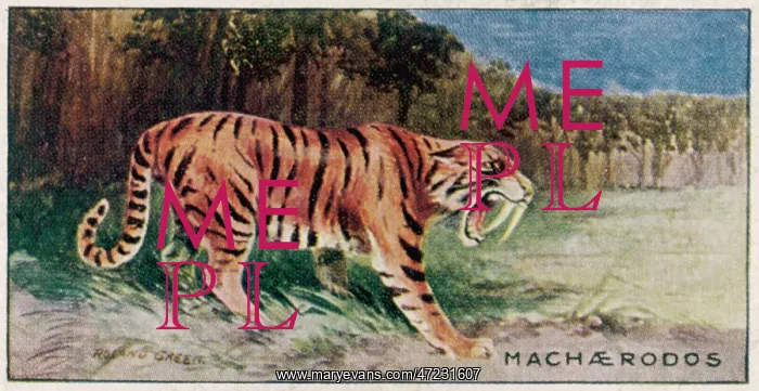  : ANIMALS / EXTINCT / SMILODON