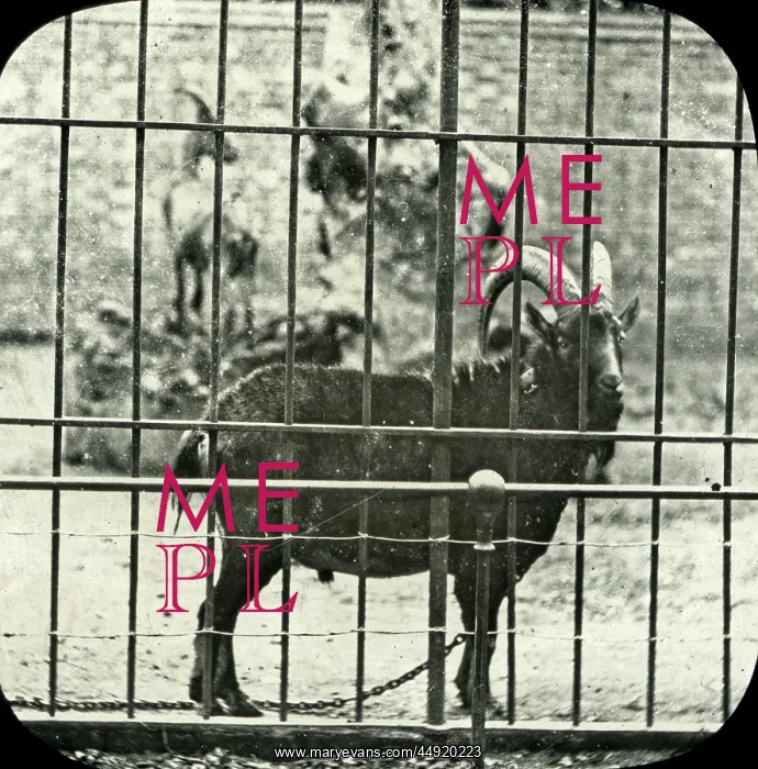 : Animals at a French Zoo - Ibex : Animals at a French Zoo - Ibex