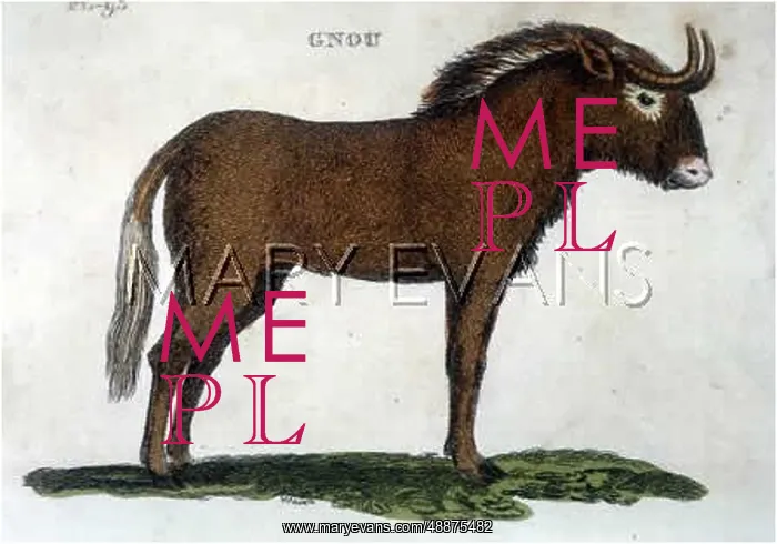  : ANIMALS / GNU BROWN 19C