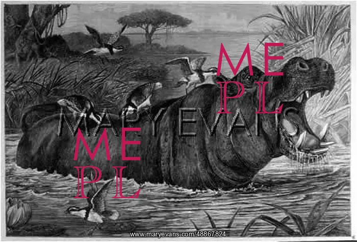 : ANIMALS / HIPPOPOTAMUS : ANIMALS / HIPPOPOTAMUS
