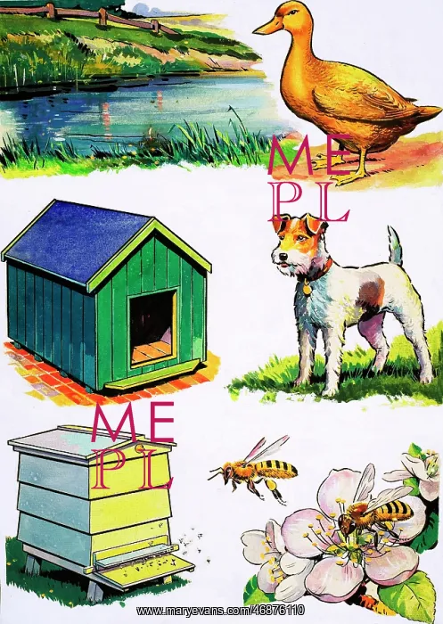  : Animals and Their Homes