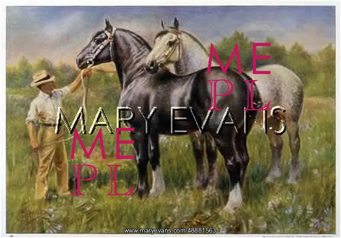 : ANIMALS / HORSES / PERCHERON : ANIMALS / HORSES / PERCHERON
