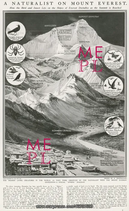 : Animals of Mount Everest 1924 : Animals of Mount Everest 1924