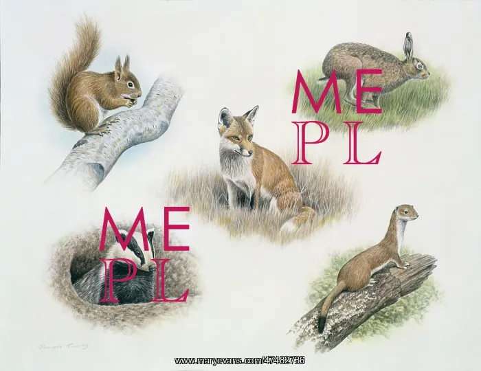  : Animals multiple