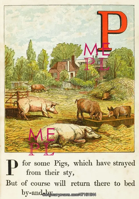 : ANIMALS / PIGS / ALPHABET : ANIMALS / PIGS / ALPHABET