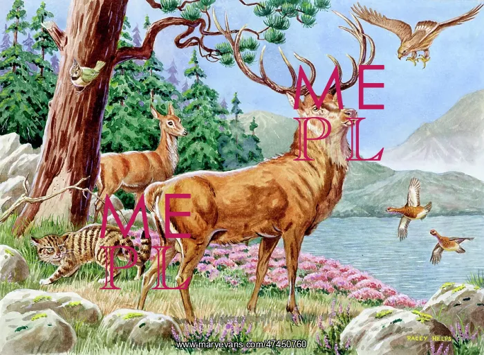  : Animals of the Scottish Hills