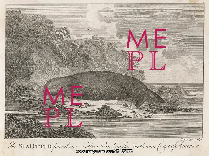  : ANIMALS / SEALS