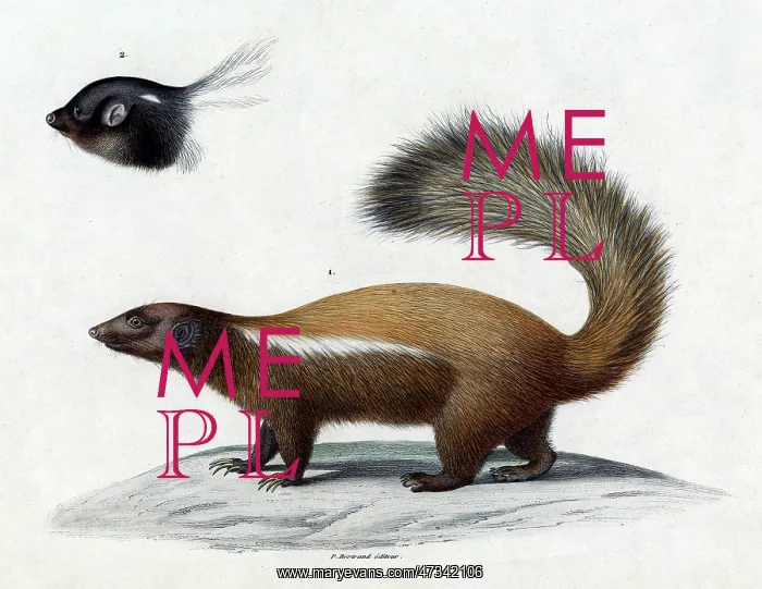  : ANIMALS / SKUNK 19C