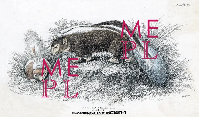  : ANIMALS / SKUNK 19C