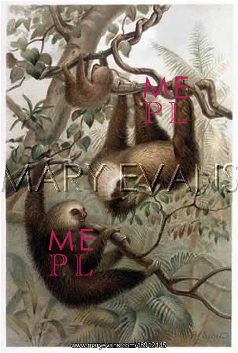 : ANIMALS / SLOTH 19C : ANIMALS / SLOTH 19C