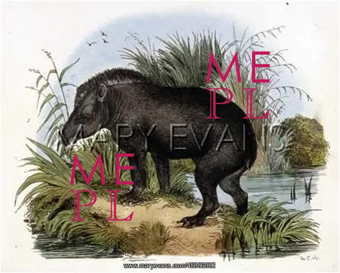  : ANIMALS / TAPIR 1837