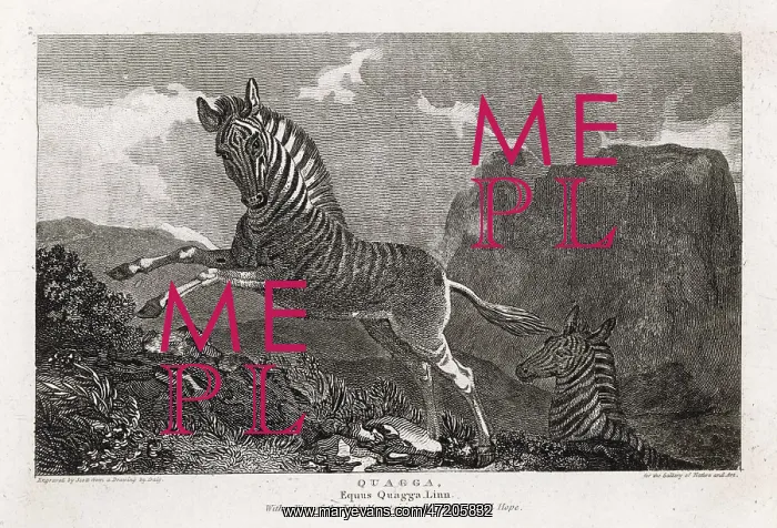  : ANIMALS / ZEBRA  /  QUAGGA