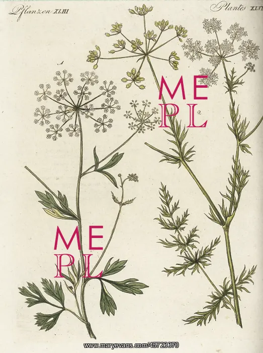 : Anise and cumin : Anise and cumin
