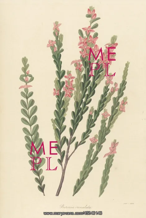 : Aniseed boronia, Boronia crenulata : Aniseed boronia, Boronia crenulata