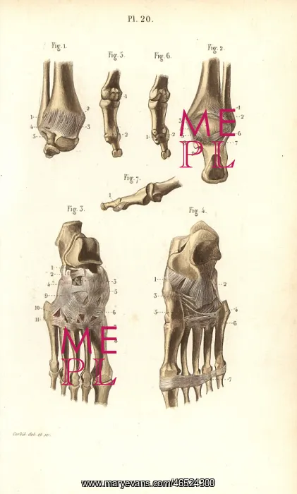 : Ankle and foot bones : Ankle and foot bones