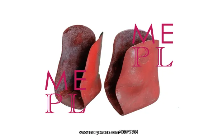 : Ankle Supporters : Ankle Supporters