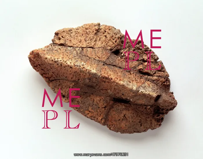 : Ankylosaur skin nodule : Ankylosaur skin nodule