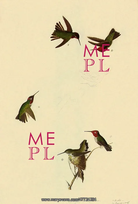 : Anna's Hummingbird, Calypte anna : Anna's Hummingbird, Calypte anna