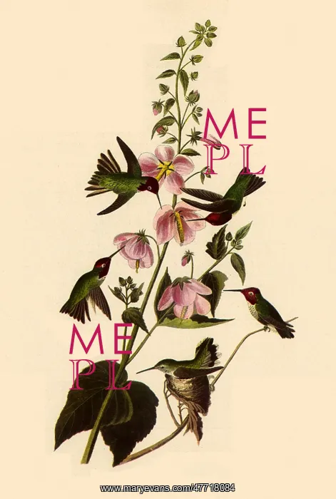 : Anna's Hummingbirds : Anna's Hummingbirds
