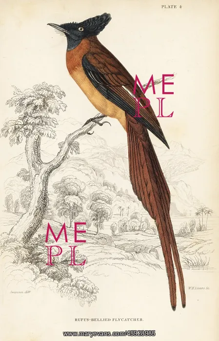 : Annobon paradise flycatcher, Terpsiphone smithii. Vulnerable : Annobon paradise flycatcher, Terpsiphone smithii. Vulnerable