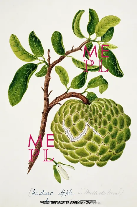 : Annona cheremoya, custard apple : Annona cheremoya, custard apple