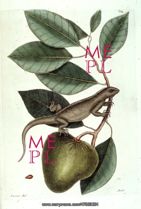 : Annona glabra, pond apple : Annona glabra, pond apple