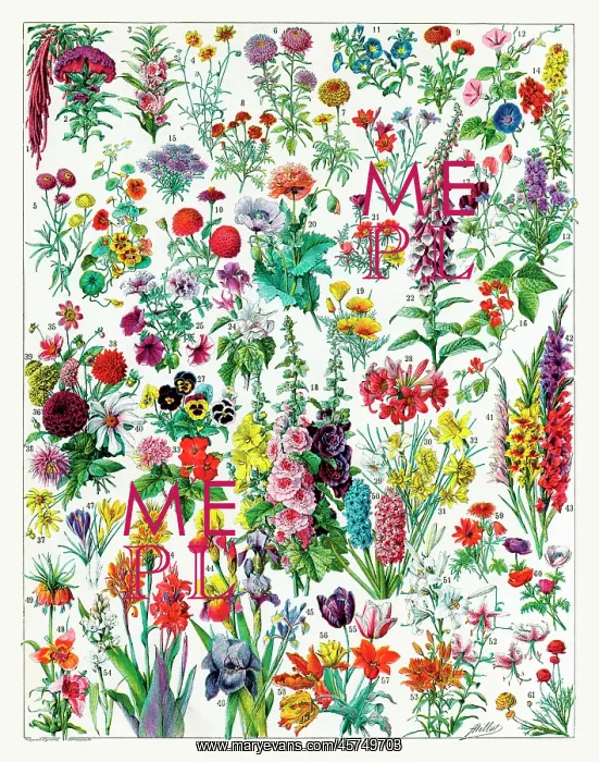 : Annual and Biannual flowers : Annual and Biannual flowers