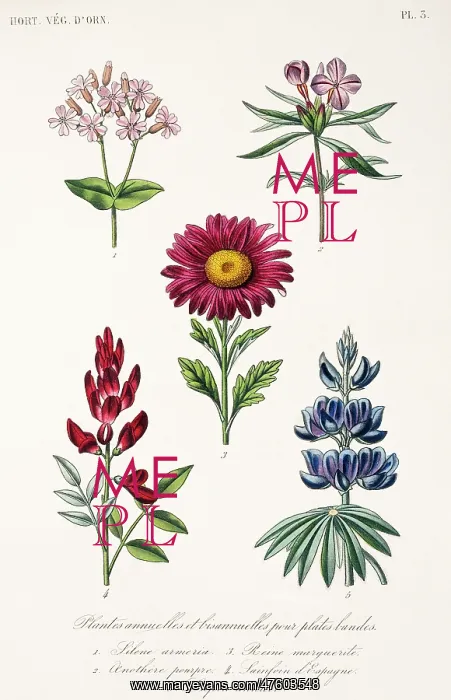 : Annual and biannual plants : Annual and biannual plants