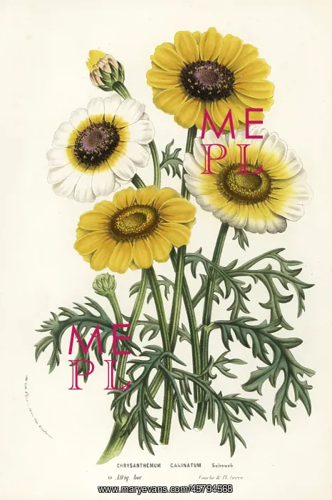: Annual chrysanthemum or tricolor daisy, Ismelia carinata : Annual chrysanthemum or tricolor daisy, Ismelia carinata