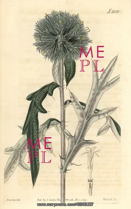 : Annual globe-thistle, Echinops strigosa : Annual globe-thistle, Echinops strigosa