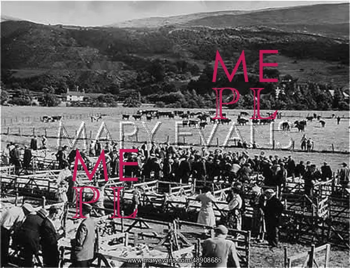 : ANNUAL LAMB SALE : ANNUAL LAMB SALE