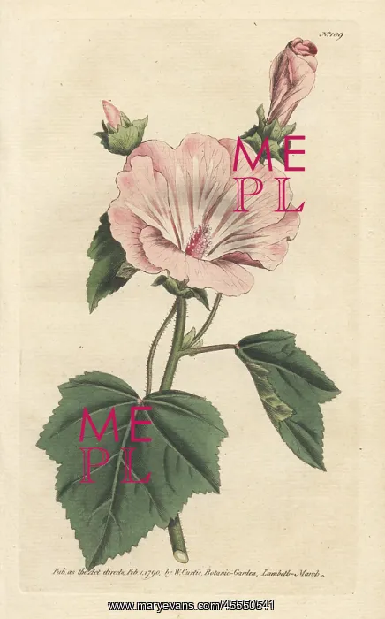 : Annual mallow, Malva trimestris : Annual mallow, Malva trimestris