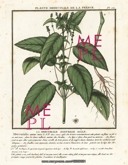 : Annual mercury, Mercurialis annua : Annual mercury, Mercurialis annua
