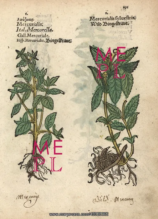 : Annual mercury, Mercurialis annua, and dog : Annual mercury, Mercurialis annua, and dog
