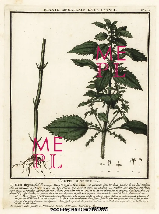 : Annual nettle, Urtica urens : Annual nettle, Urtica urens