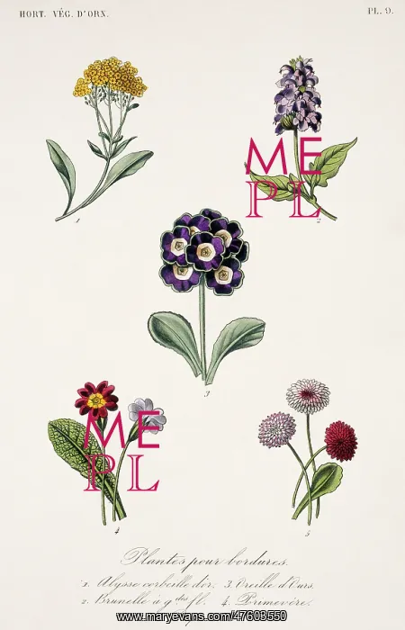 : Annuals and biannual plants : Annuals and biannual plants