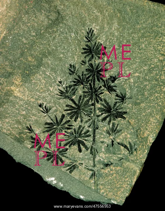 : Annularia sphenophylloid, fossil horsetail : Annularia sphenophylloid, fossil horsetail